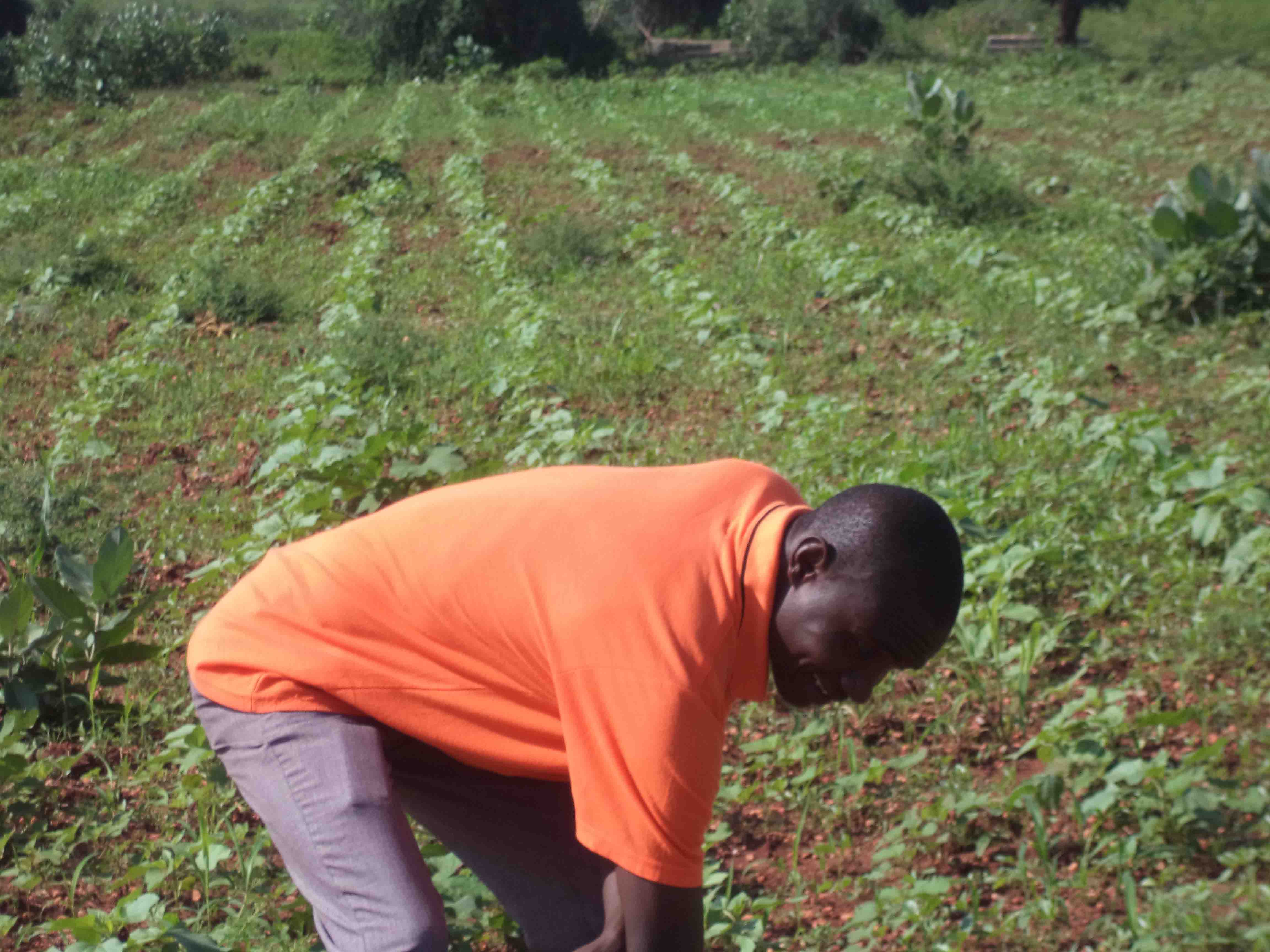 Proper Farming Procedure